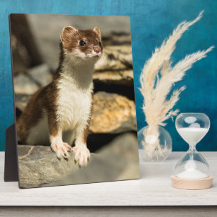 Plaque Photo Alerte Weasel