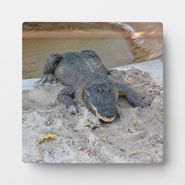 Plaque Photo Alligator, Fort Lauderdale, Floride (Devant)