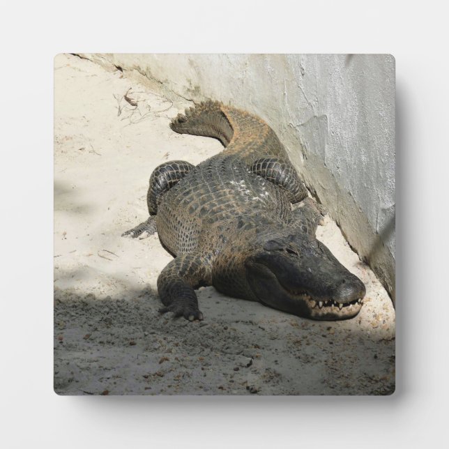 Plaque Photo Alligator, Fort Lauderdale, Floride (Devant)