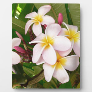 Plaque Photo Aloha le Frangipani hawaïen fleurit douche