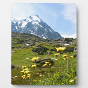 Plaque Photo Alpine flowers