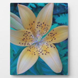 Plaque Photo American Tiger Lily