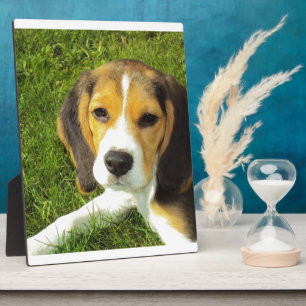 Plaque Photo Amour de paix d'animaux de compagnie de chien de b