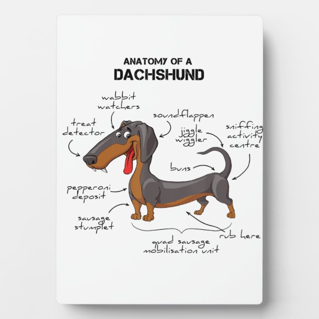 Plaque Photo Anatomie D'Un Dachshund - Drôle Chien (Devant)