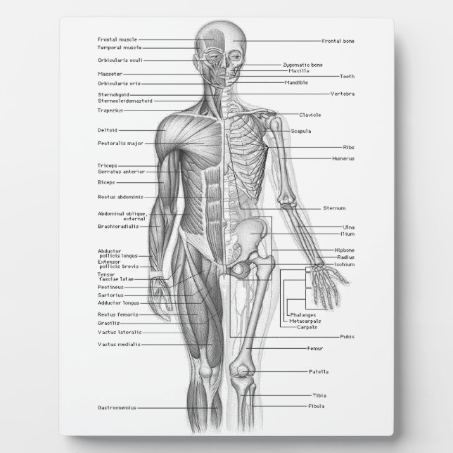 Plaque Photo Anatomie humaine (Devant)