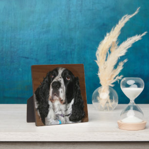 Plaque Photo Anglais Springer Spaniel Pet Photo Carré