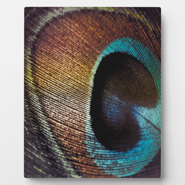Plaque Photo Antique Hues Peacock Feather Eye (Devant)
