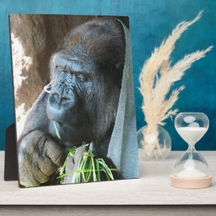 Plaque Photo Ape hood ~ Japonais Gorilla Manger