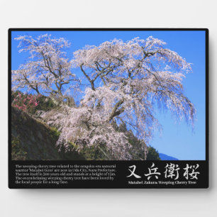 Plaque Photo Arbre à fleurs de cerisier pleureur Matabei-Zakura