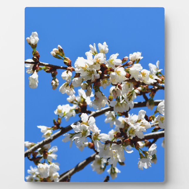 Plaque Photo Arbre de printemps blanc fleuri blanc (Devant)