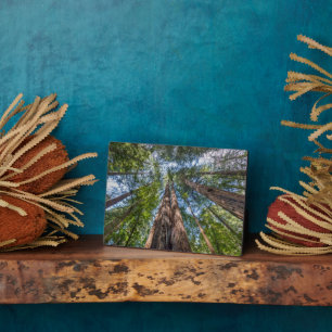 Plaque Photo Arbres séquoias   Comté de Marin, Californie