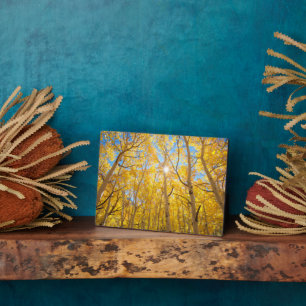 Plaque Photo Arbres trembles   Montagnes de la Sierra Nevada, C