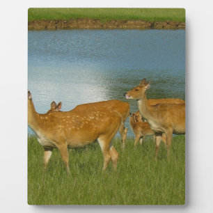 Plaque Photo Art d'amusement de destin d'amour de paix de natur