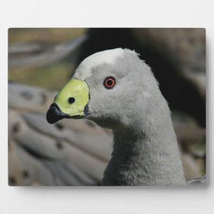 Plaque Photo Australie Cap Barren Goose