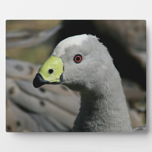 Plaque Photo Australie Cap Barren Goose (Devant)