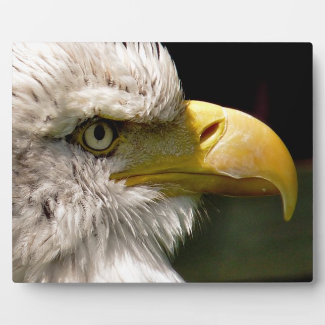 PLAQUE PHOTO BALD EAGLES (Devant)
