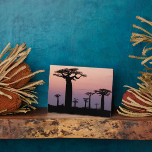 Plaque Photo Baobab Alley', Madagascar, Morondava, Africa,