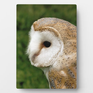 PLAQUE PHOTO BARN OWLS