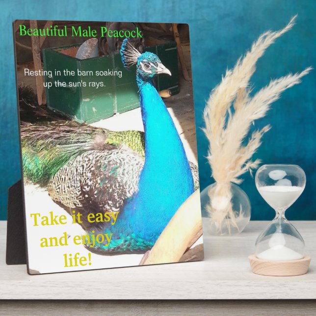 Plaque Photo Beau bleu mâle Peacock Grange EASEL (Côté)