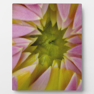 Plaque Photo Beau dahlia