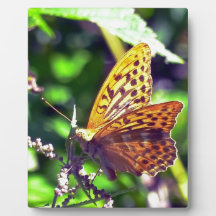 Beau papillon orange et noir tacheté