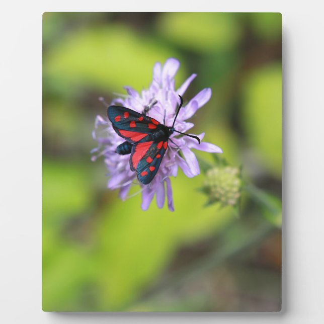Plaque Photo Beautiful moth (Devant)
