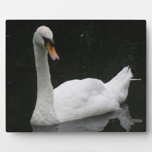 Plaque Photo Beautiful White Swan
