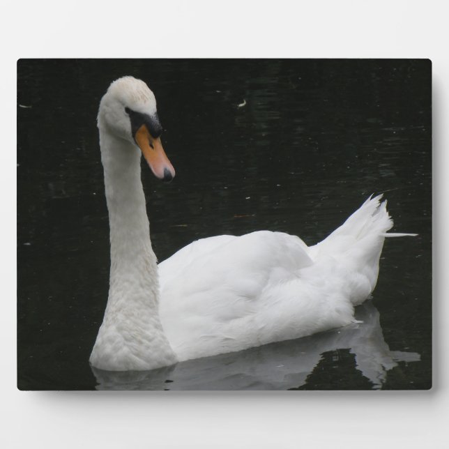 Plaque Photo Beautiful White Swan (Devant)