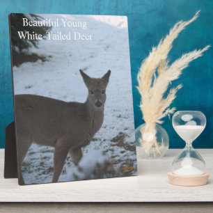 Plaque Photo Bébé Buck Blancs Cerf Snow EASEL