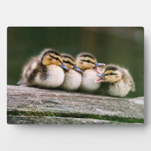 Plaque Photo Bébé Canards