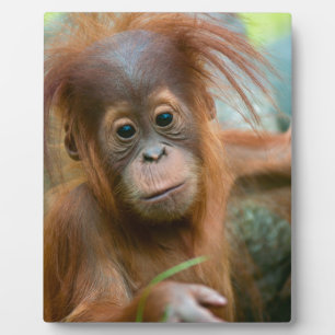 Plaque Photo Bébé mignon Orangutan vue droit devant