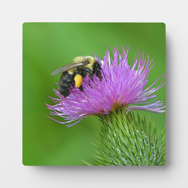 Plaque photo Bee and Thistle (Devant)