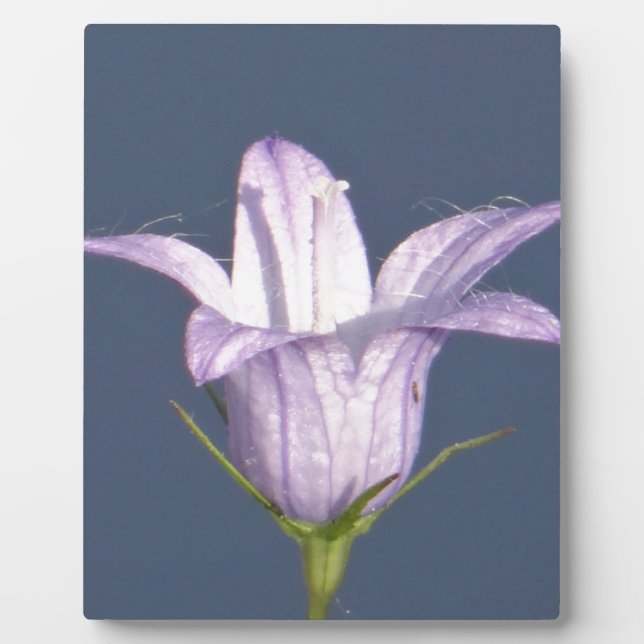 Plaque Photo Belle fleur de cloche bleue (Devant)