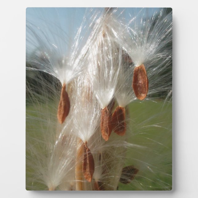 Plaque Photo Belle Magie Milkweed : Une conception de vol Skywa (Devant)