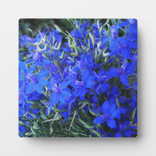 Plaque Photo Bleu esthétique Lobelia fleurir cottagecore jardin