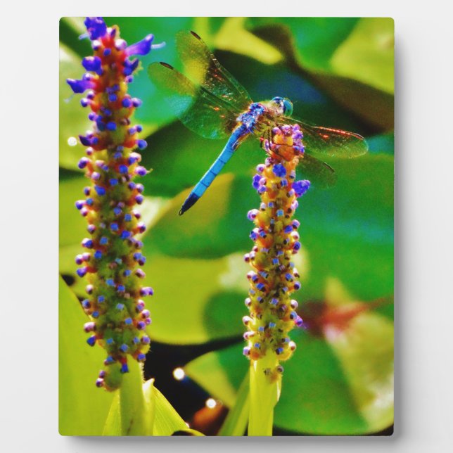 Plaque Photo Bleu libellule et fleurs (Devant)