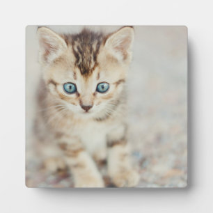 Plaque Photo Blue Eyed