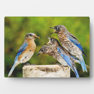 Plaque Photo Bluebird