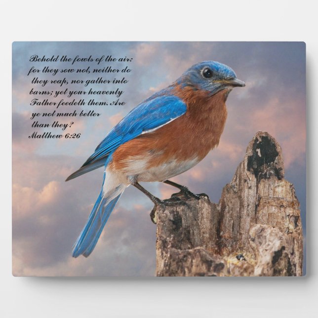 Plaque Photo BLUEBIRD - Matthieu 6:26 (Devant)