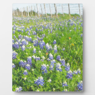 Plaque Photo Bluebonnets côté route