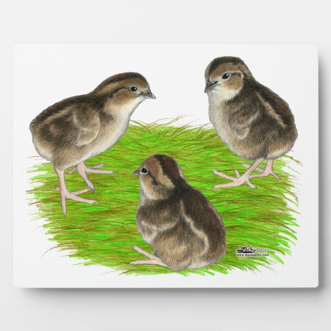Plaque Photo Bobwhite Quail (Devant)