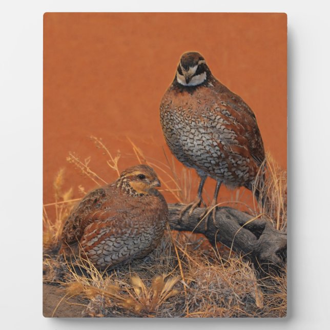 Plaque Photo Bobwhite Quail (Géorgie, Missouri et Tennessee) (Devant)