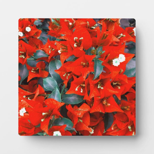 Plaque Photo Bougainvilliers rouges vibrants (Devant)
