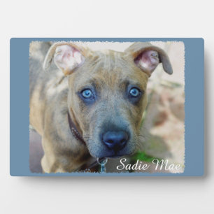 Plaque Photo Brindle Pit Bull Puppy par Shirley Taylor