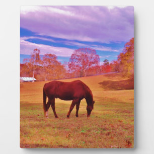 Plaque Photo > Brown dans un champ de couleur onirique