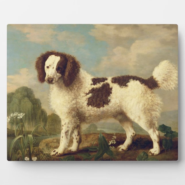Plaque Photo Brown et blanc Norfolk ou Water Spaniel, 1778 (oi (Devant)