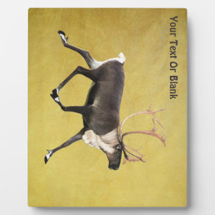 Plaque Photo Bull Caribou