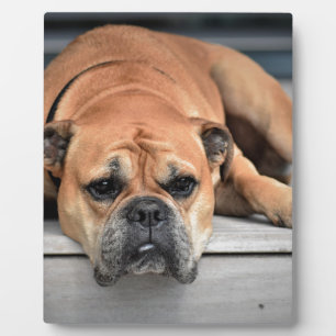 Plaque Photo Bull Dog