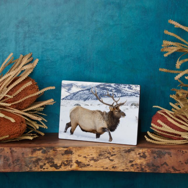 Plaque Photo Bull Elk | Wyoming (Côté)