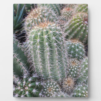 Plaque Photo Cactus